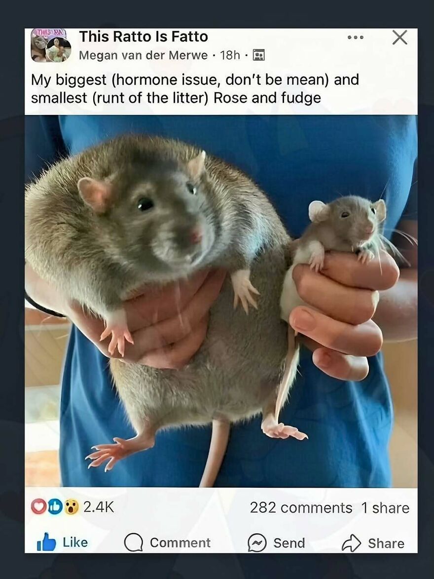 A social media screenshot shows two rats, one very large and one very small, illustrating the weirdness of people online.