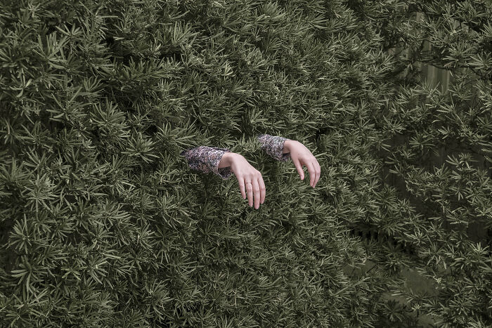 Two arms emerging from dense green foliage, making for an uncanny, surreal image.