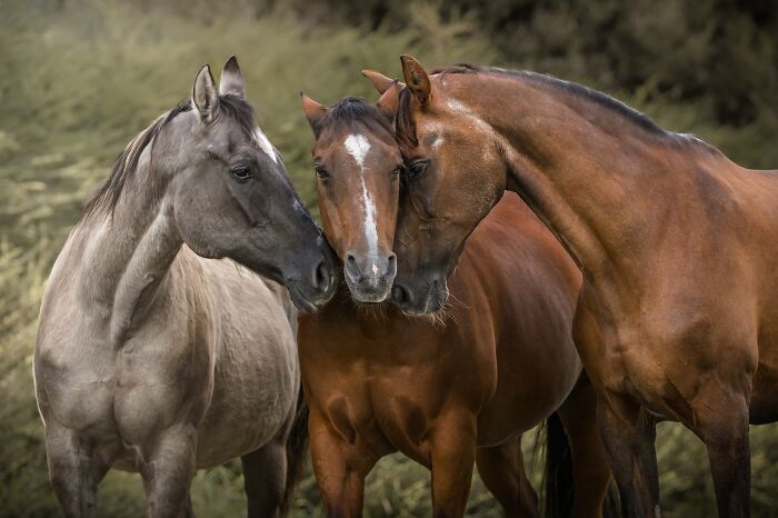 Three horses nuzzle each other in a warm embrace, a tender moment from pet photography awards.