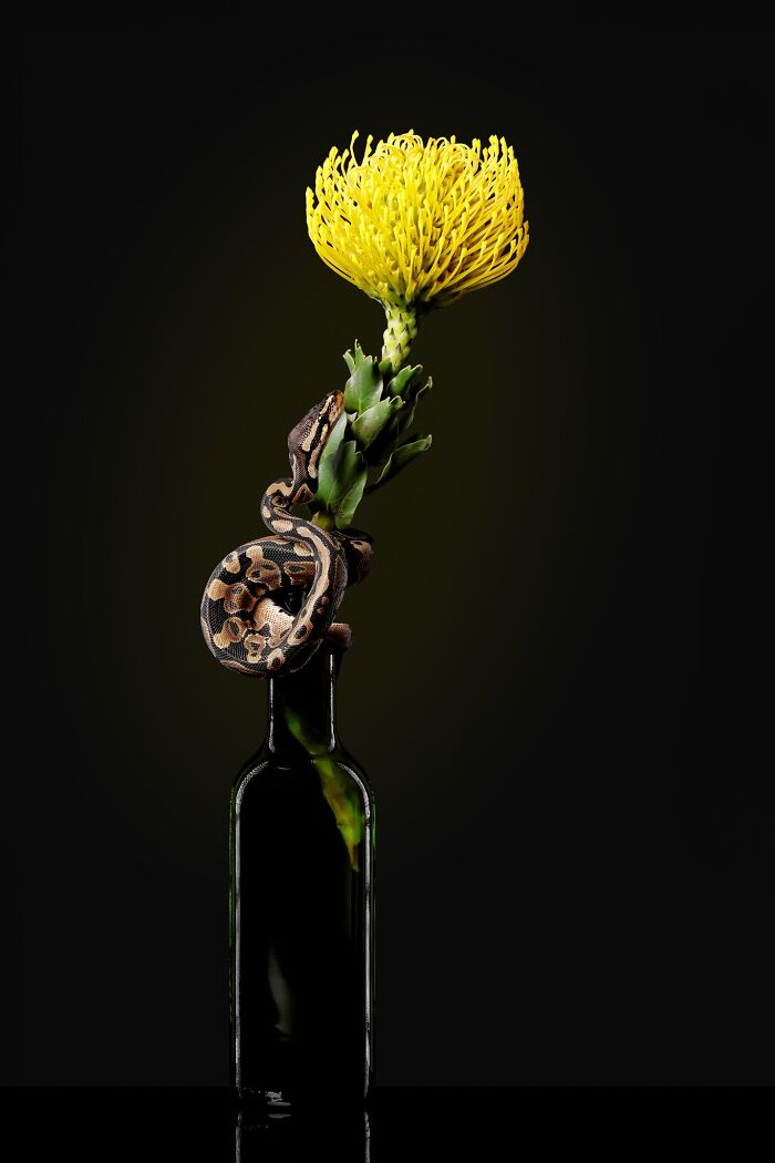 A snake coiled around a bottle with a yellow flower, showcasing artistic pet photography from the awards.