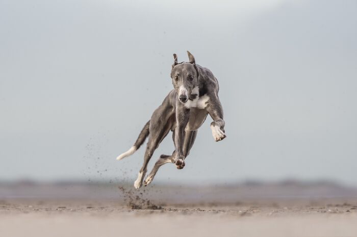 A greyhound dog running fast across a sandy surface, mid-air with dirt kicking up, showcasing dynamic pet photography.