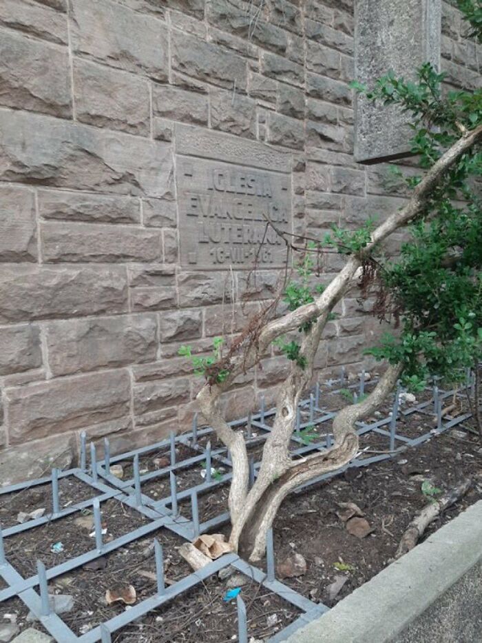 A small tree encased in a restrictive metal grate, showing poor urban design that forgot people's comfort and happiness.