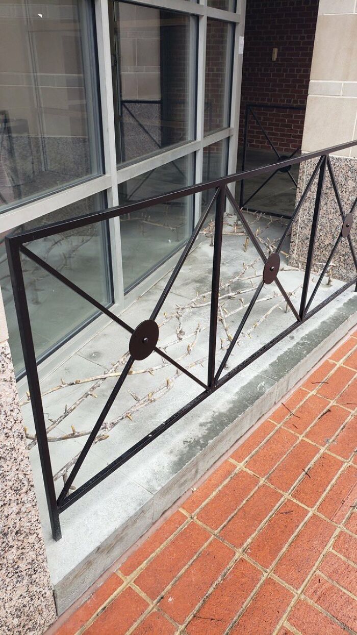 A metal fence with thorny branches behind it, showcasing urban designers' lack of thought for happiness.