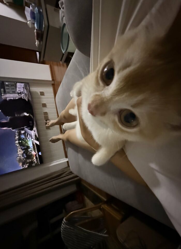A close-up of a silly animal, an orange and white kitten, looking at the camera while being held.