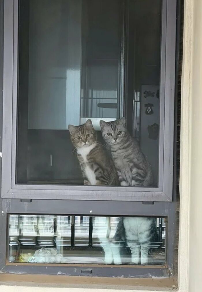 Two tabby cats sitting together inside a window frame, looking out with silly animals curiosity.