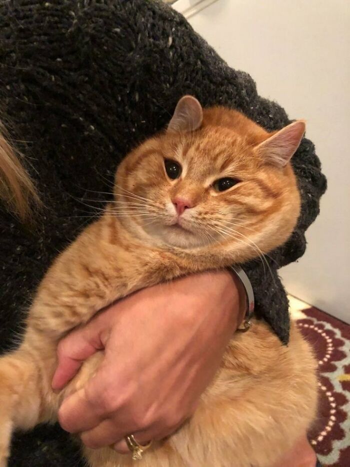 A person holding a large, fluffy ginger cat with a slightly squashed and silly animals expression.
