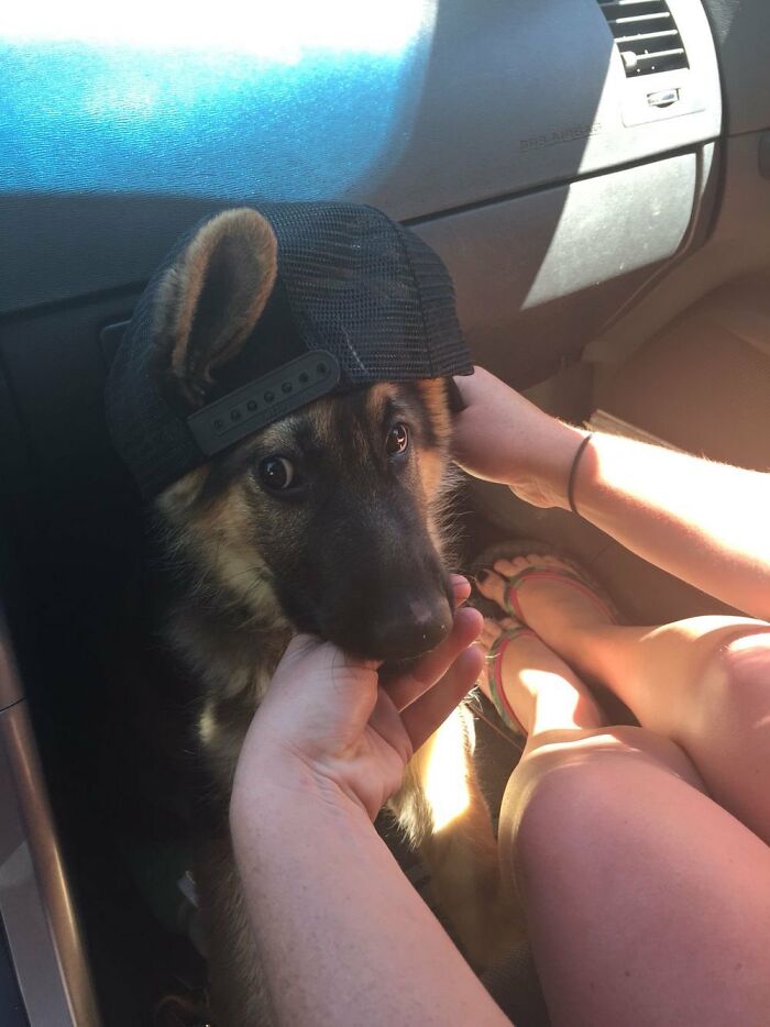 A silly animal, a German Shepherd puppy, wearing a black baseball cap in a car with hands petting its chin.