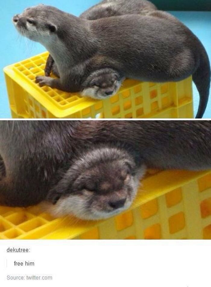 Two otters, one sleeping on top of another in a yellow crate, showcasing silly animals antics.