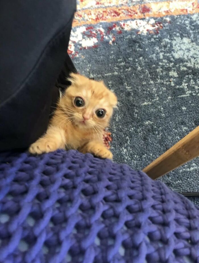 A silly animal, a tiny ginger kitten with wide eyes peeking over a purple knitted surface.