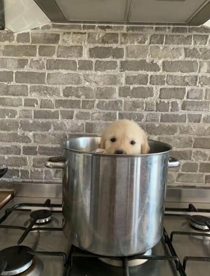 A golden retriever puppy sitting inside a large pot on a stove, looking up with silly animals expression.