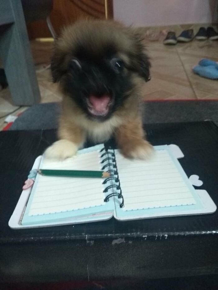 A fluffy brown puppy with an open mouth sits behind a small open notebook and pencil. Silly animals.