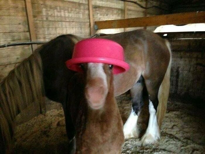 A silly animal, a horse, wearing a small pink hat on its head.