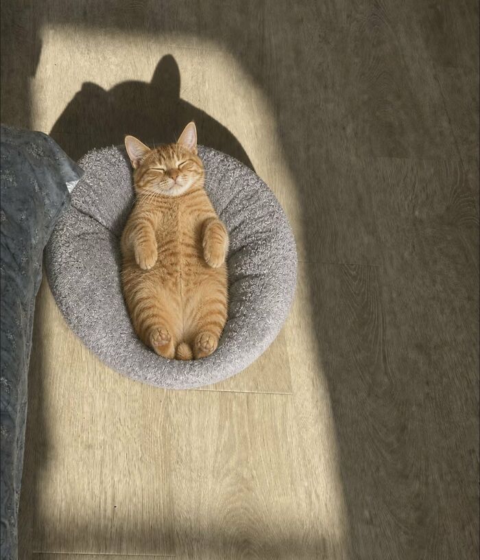 An orange cat is lying on its back in a round grey pet bed, basking in a patch of sunlight. Silly animals.