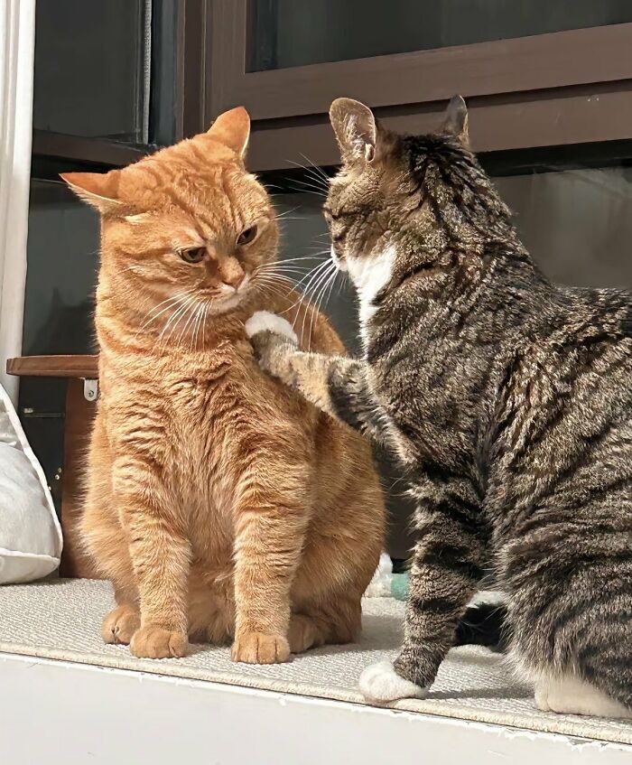Two cats by a window, one tabby cat gently paws an orange cat on the shoulder. Silly animals.