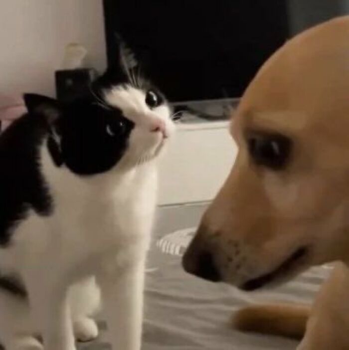 A black and white cat staring intently at a brown dog, one of the many silly animals captured in photos.