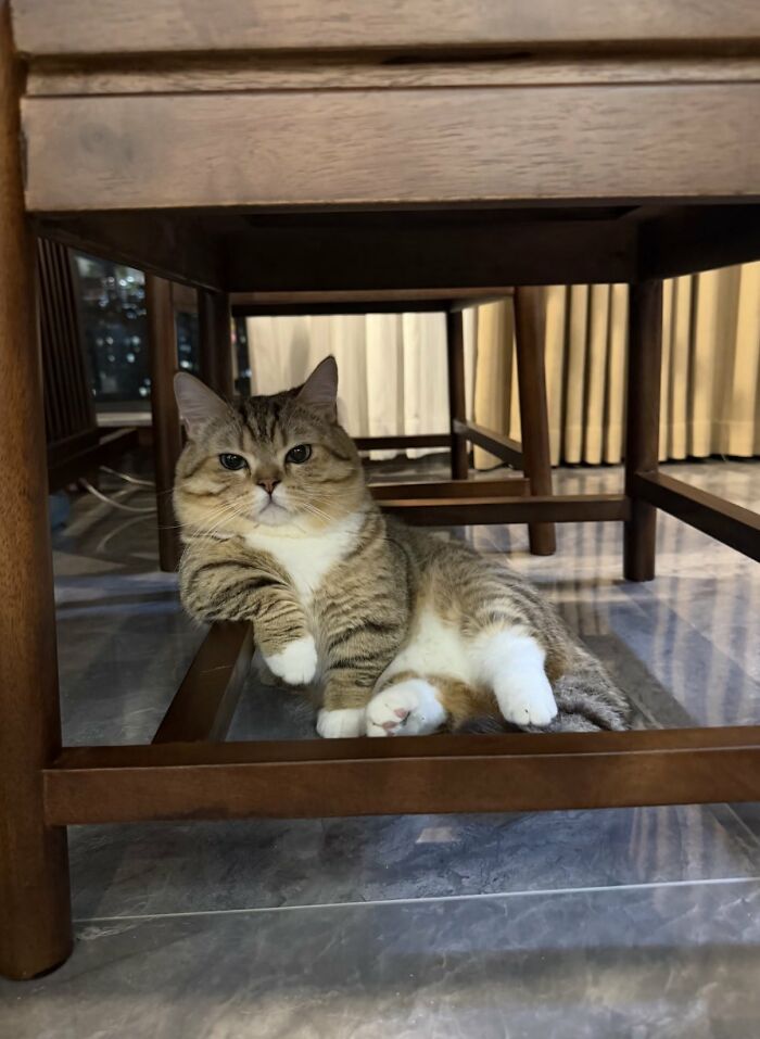 A striped cat relaxing under a wooden table, showcasing the charming antics of silly animals.