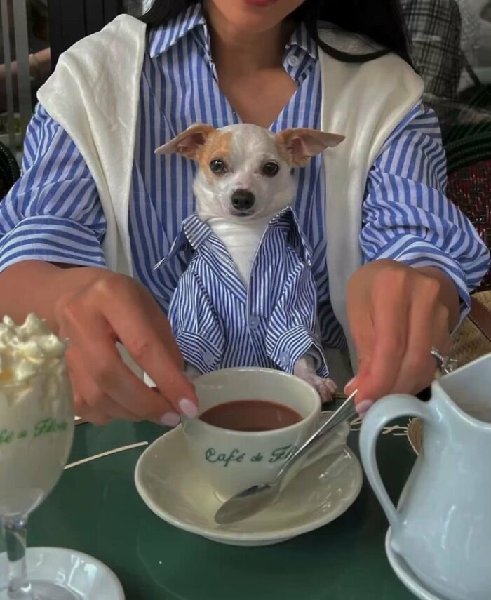 A small dog in a blue striped shirt sitting at a table with a person, enjoying a drink like other silly animals.