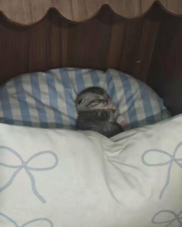 A tiny kitten curled up and sleeping soundly on a striped pillow, a sweet image of silly animals.