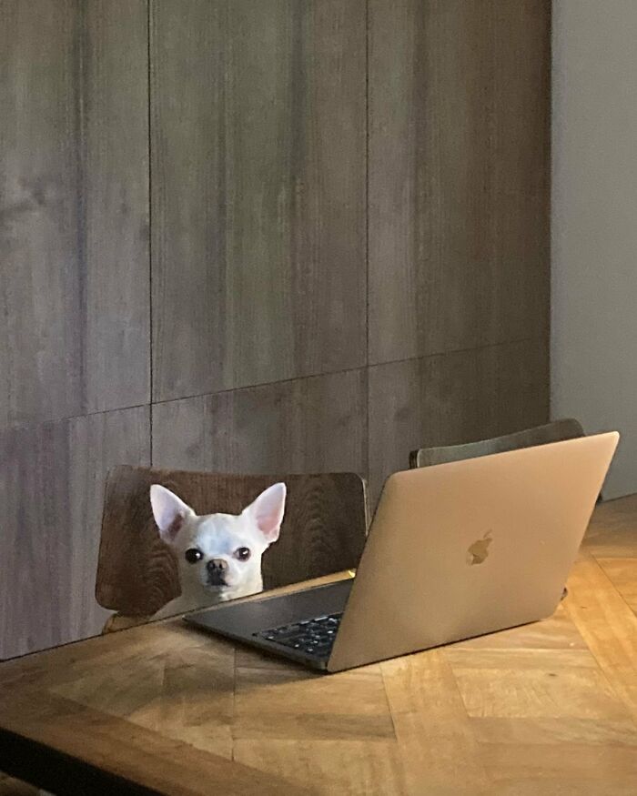A small white chihuahua dog sits at a table, looking at the camera, next to an open laptop. Silly animals.