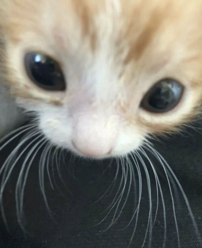 Extreme close-up of an orange and white kitten's face with large dark eyes and long whiskers. Silly animals.