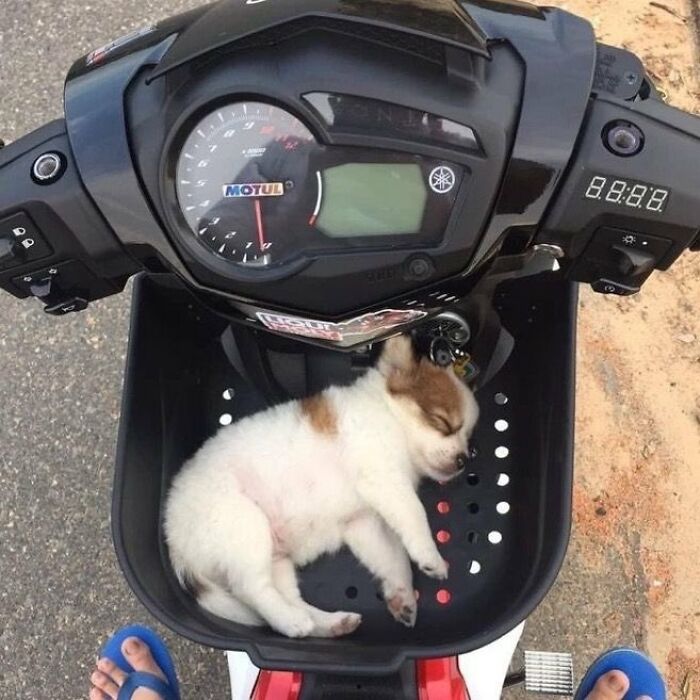 A tiny puppy sleeping peacefully in the front basket of a scooter, a heartwarming sight of silly animals.