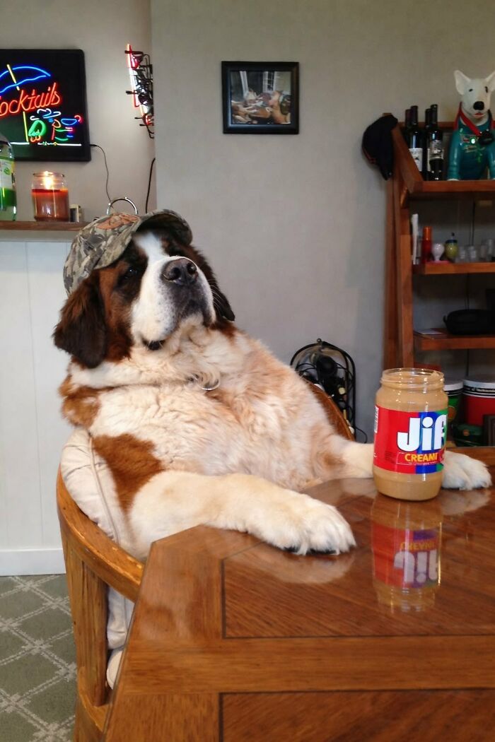 A silly animal, a large Saint Bernard dog, wearing a camouflage hat and sitting at a table with a jar of peanut butter.
