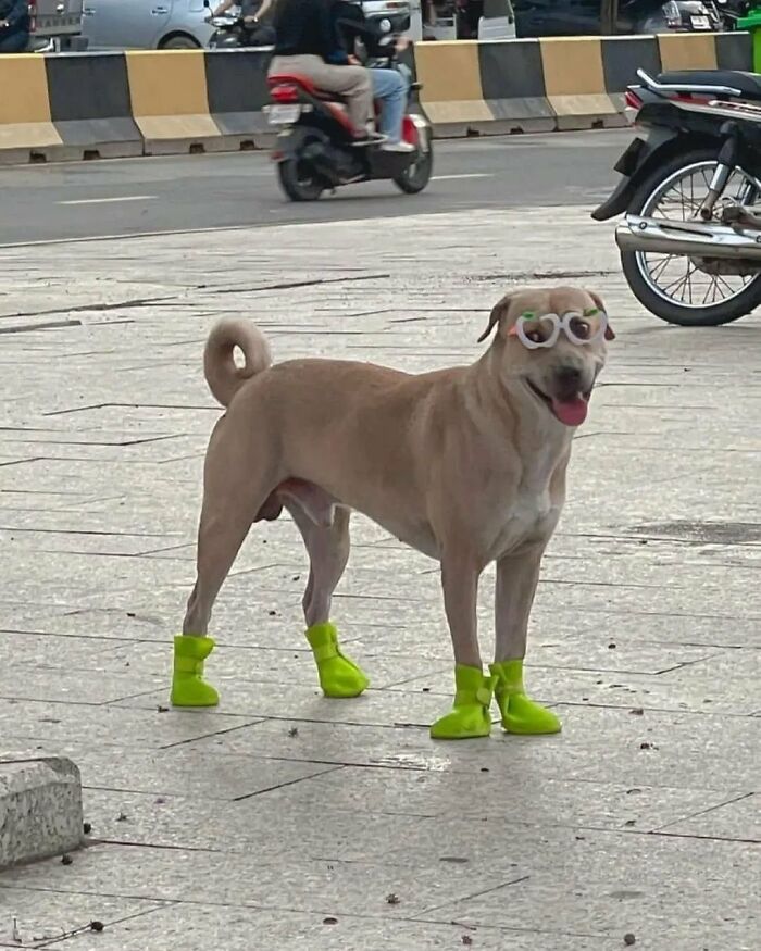 A silly dog wearing heart-shaped glasses and neon green booties stands on a sidewalk, among many silly animals.