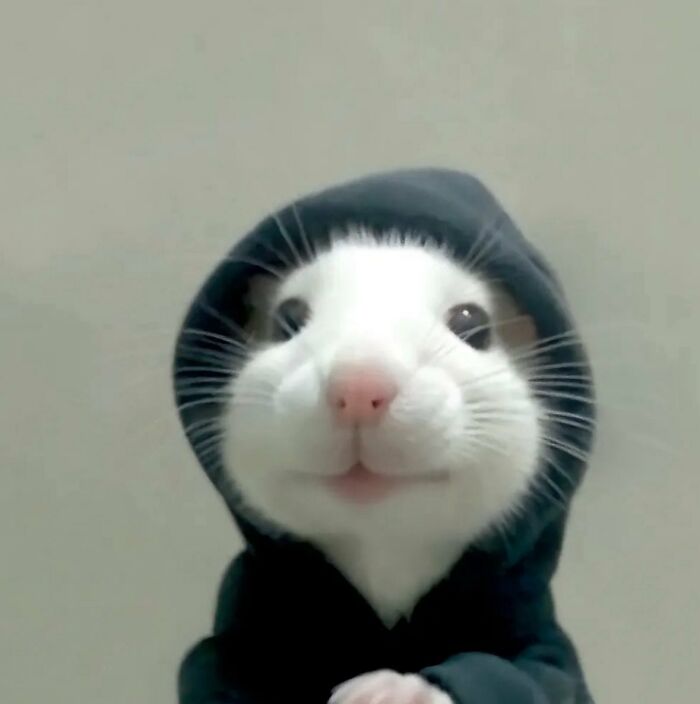 A small white animal wearing a black hoodie, with a cute and silly animals expression.