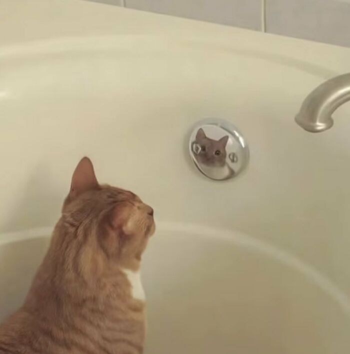 A silly animal, an orange cat, sitting in a bathtub and looking at its reflection in the drain cover.