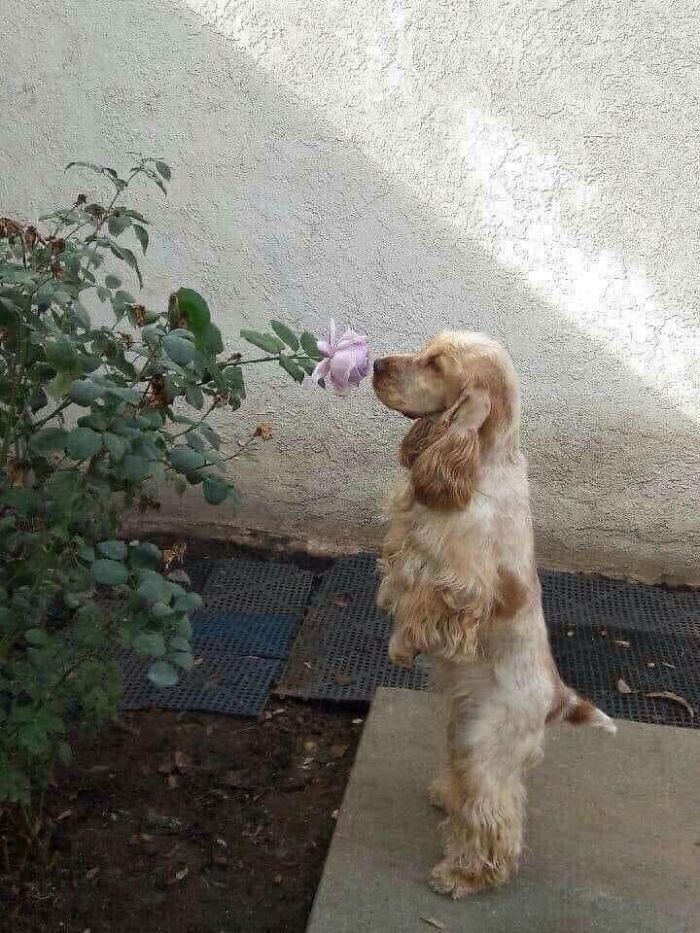A silly cocker spaniel dog standing on its hind legs to sniff a pink rose, highlighting silly animals.
