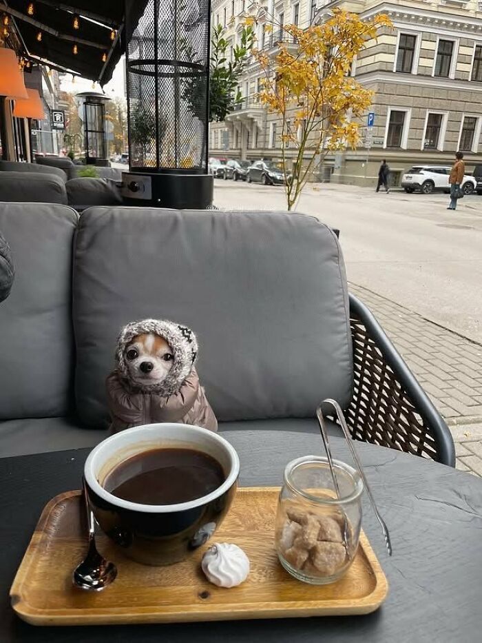 A tiny silly dog wearing a hat and jacket sits at an outdoor cafe table with a coffee, one of many silly animals.
