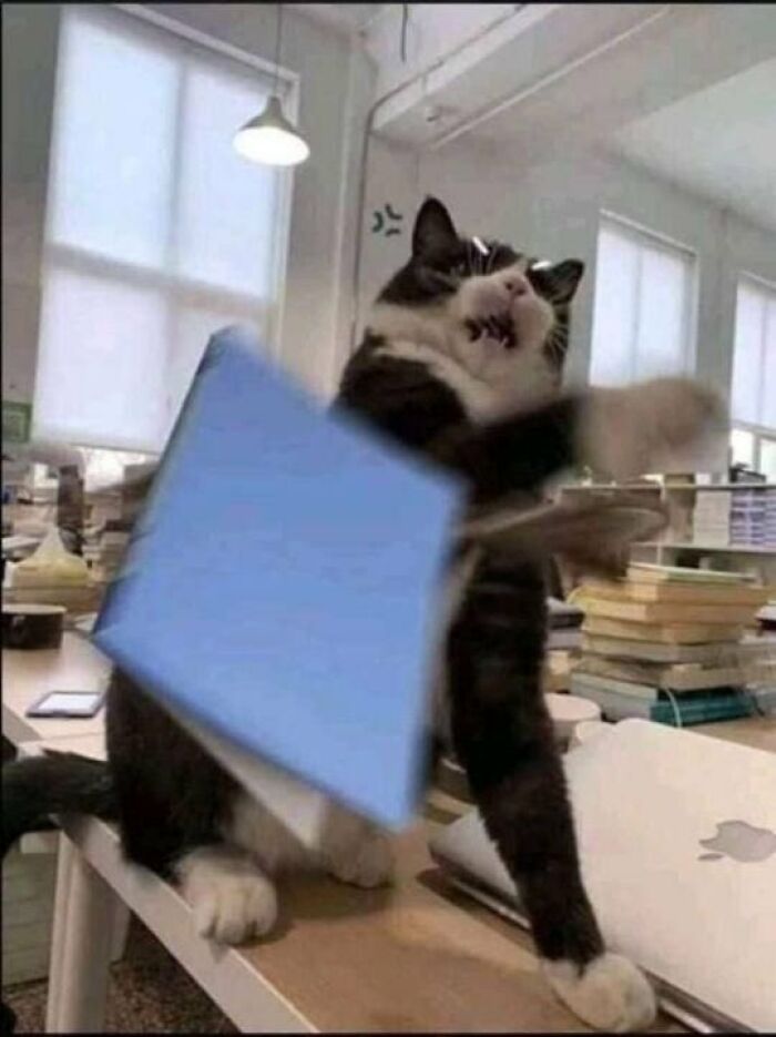 A silly cat in an office setting, mid-air swatting at a blue object, representing silly animals.