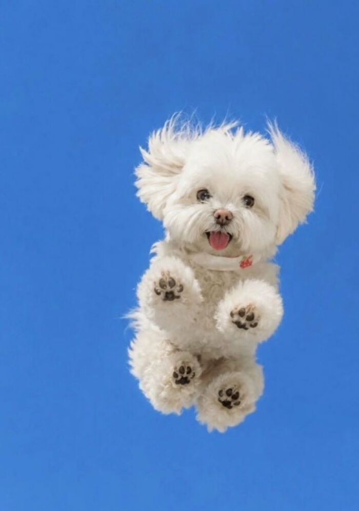 A silly white maltese dog appears to be flying against a bright blue sky, showcasing silly animals.