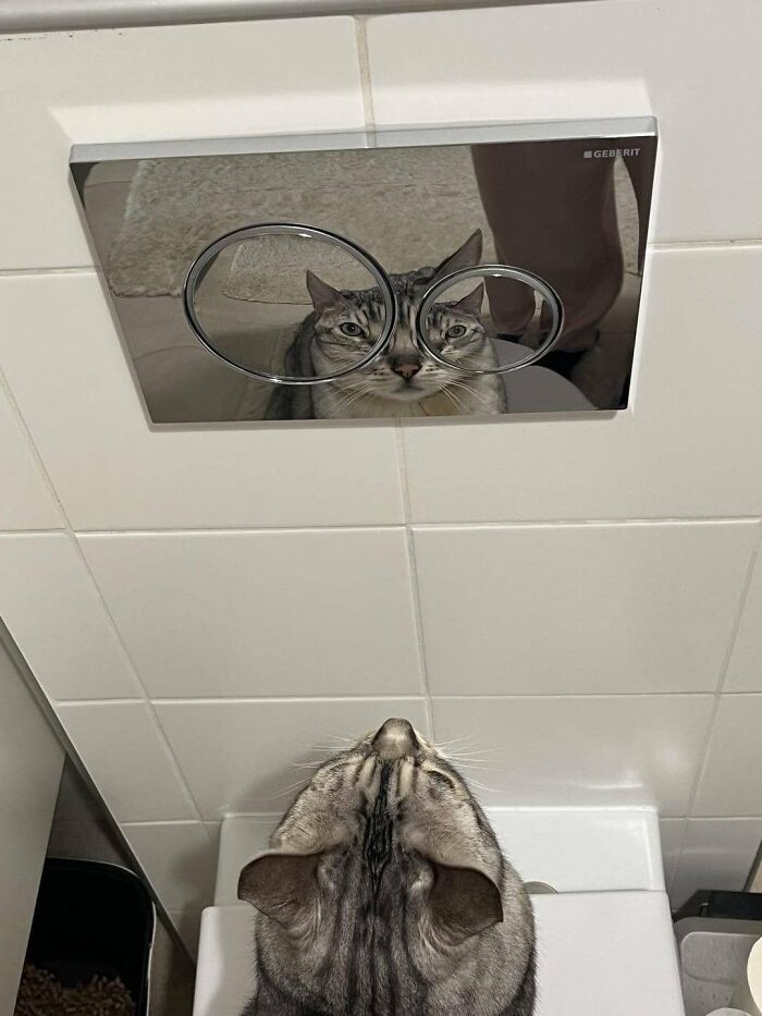 A silly animal, a cat, looks up at a toilet flush button with its reflection comically distorted.