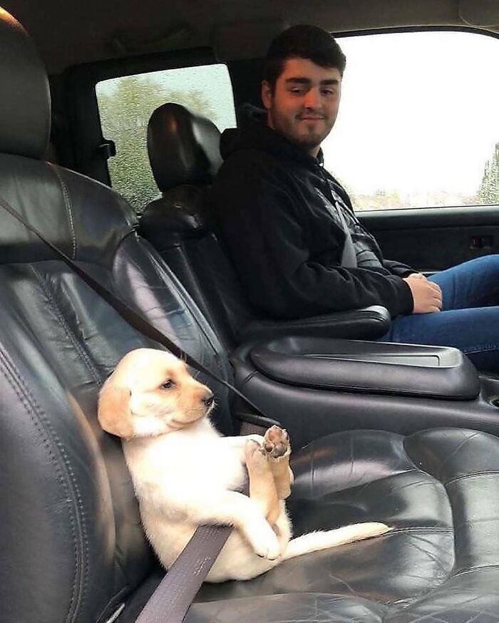 A silly animal, a small labrador puppy, sits belted in a car seat next to its smiling owner.
