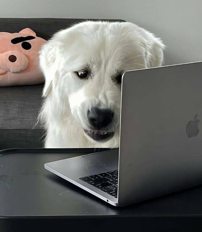 A silly animal, a large white dog, appears to be intensely focused on a laptop screen.