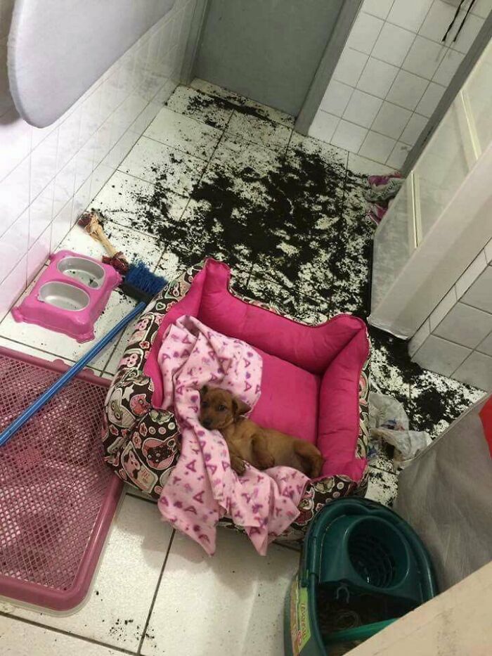 A silly animal, a small brown puppy, rests in a pink dog bed amidst a messy floor with spilled dirt.