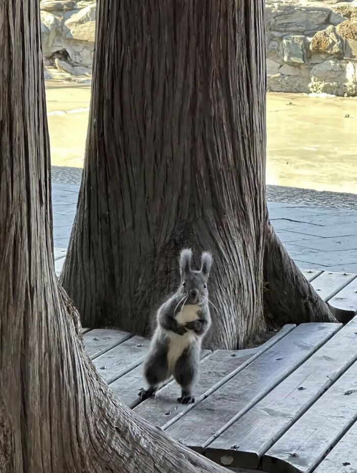 A silly animal, a squirrel with large ears, stands upright on a wooden platform between two tree trunks.