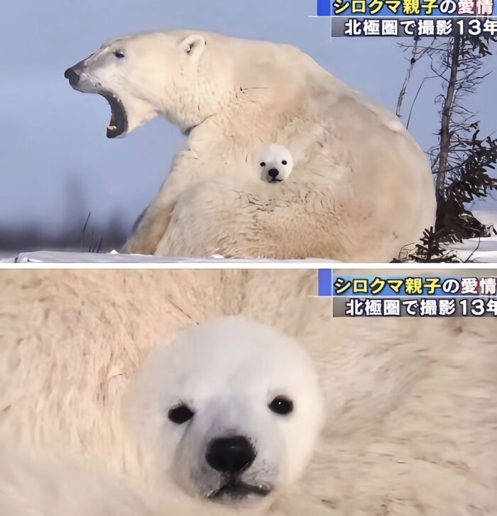 Polar bear mother and cub, silly animals, in a heartwarming moment, showcasing their bond.