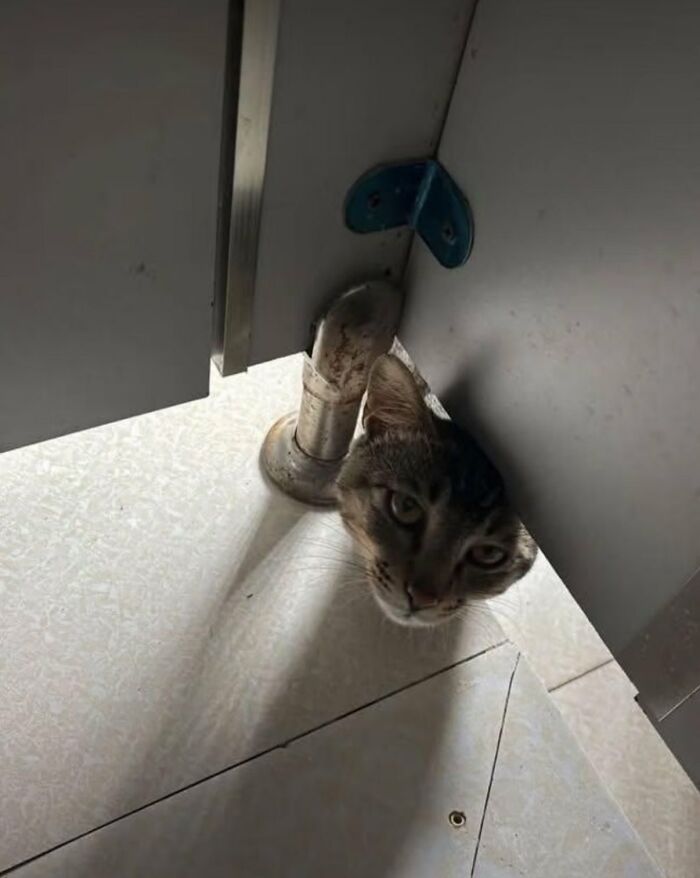 Curious cat, a silly animal, peeking from behind a pipe in a tight corner.