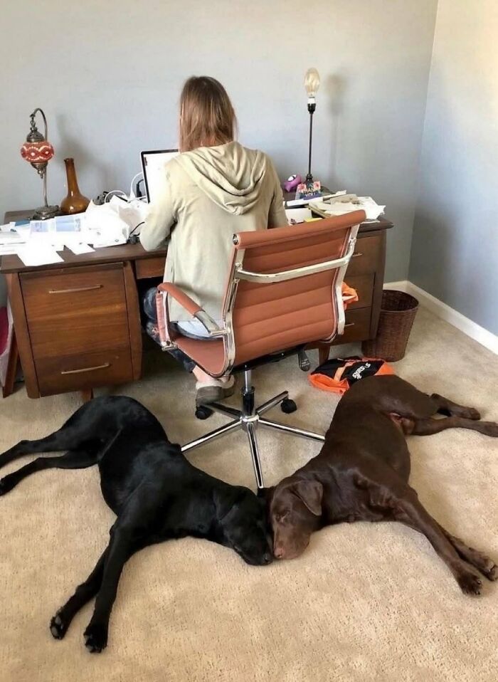 Two silly animals, a black and a brown dog, sleeping head-to-head on the floor while a person works at a desk.