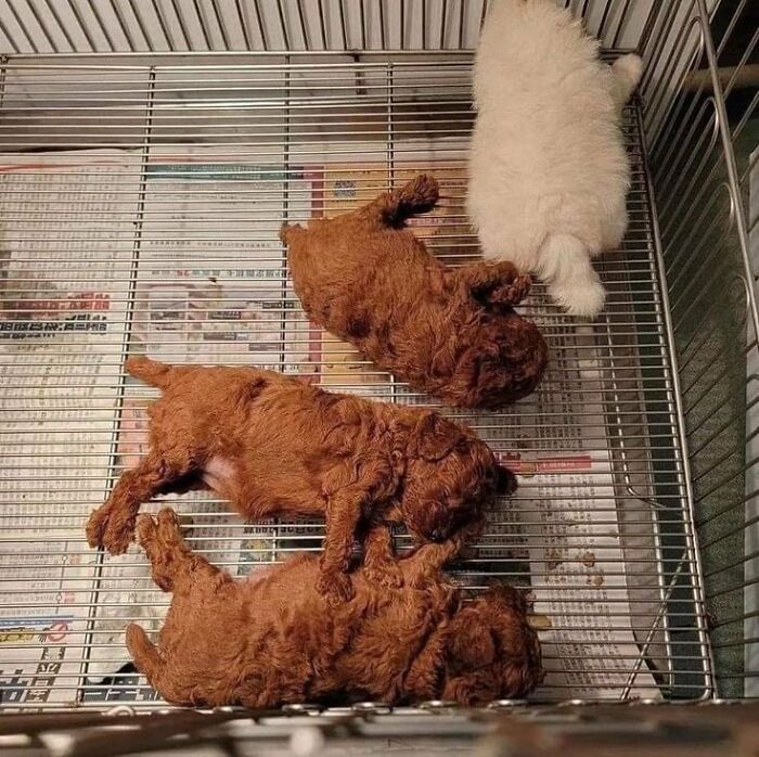 Four silly animals, three brown puppies and one white puppy, sleeping in a wire cage on newspaper.