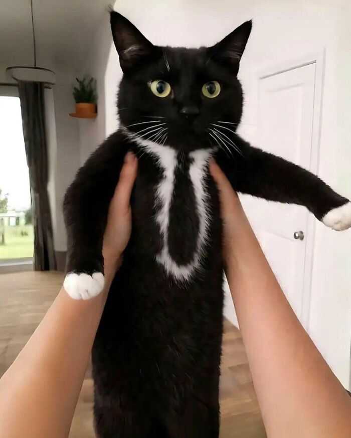 Two hands holding up a black silly animal, a cat, with white markings resembling a tie, looking directly at the camera.