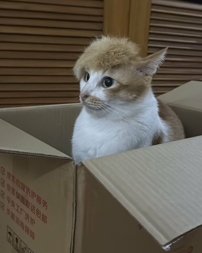 Silly animals: A cat with a wig sitting in a box looking to the side. Fun animal moments.