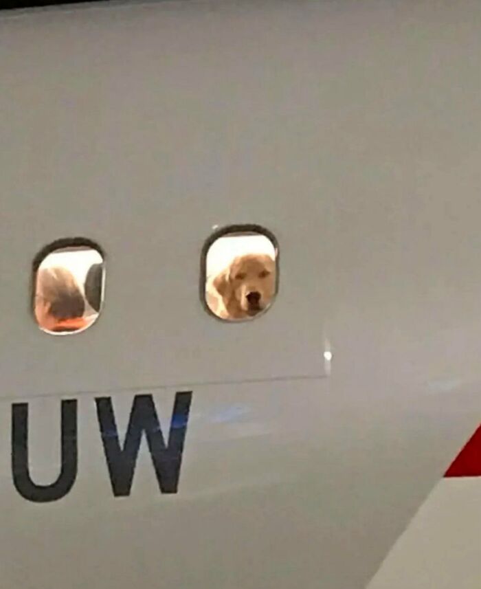 Silly animals: A golden retriever dog looking out an airplane window. Amusing animal adventures.