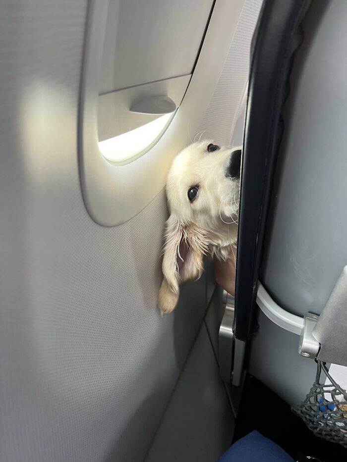 Silly animals: A small puppy peeking from an airplane window. Cute animal travel moments.