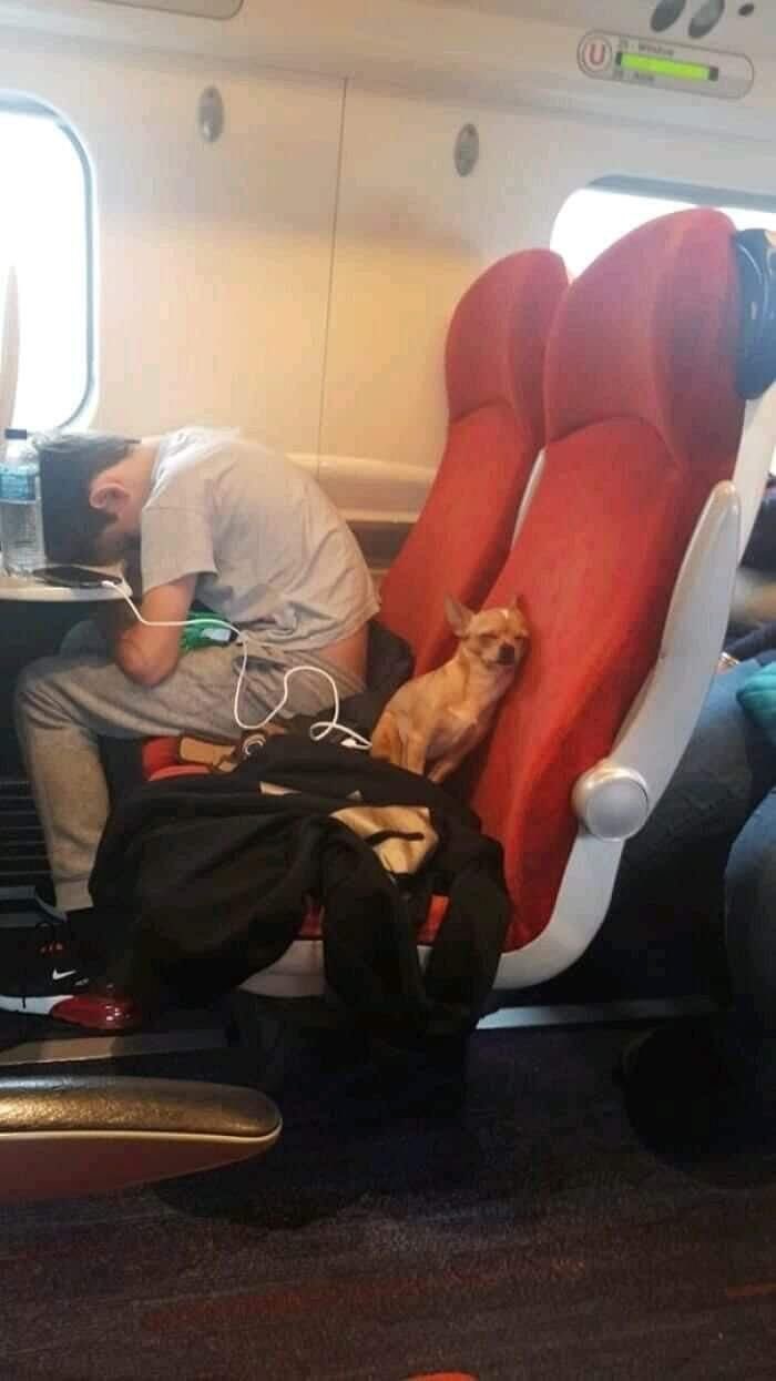 A small chihuahua rests on a red train seat next to a sleeping person, capturing a moment of silly animals.