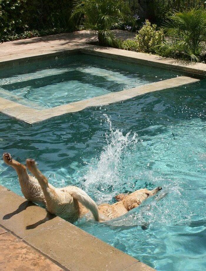Silly animals: A dog comically falling backward into a swimming pool. Hilarious animal antics.