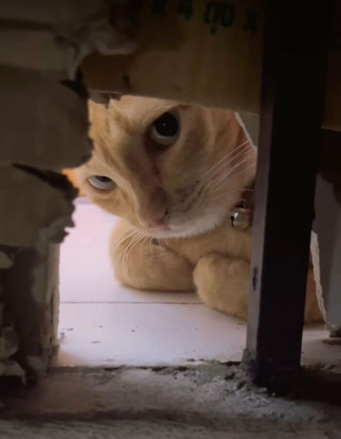 A cute orange cat peeks curiously through a small opening, showcasing the charm of silly animals.