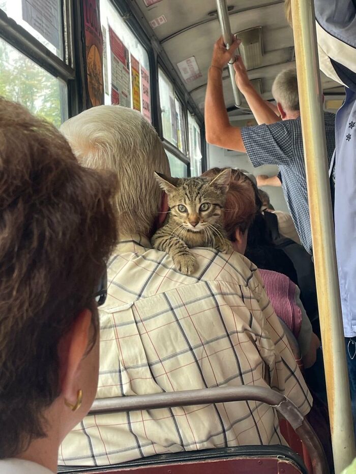 A tiny tabby kitten perches on a passenger's shoulder inside a bus, one of many silly animals on display.